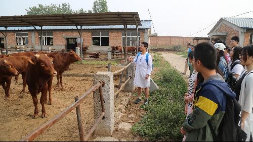 牛生产学实习